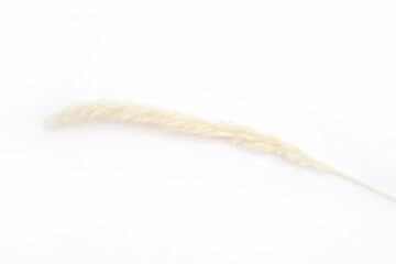 Pampas grass on white isolated background for your design. Cortaderia selloana. Top view.