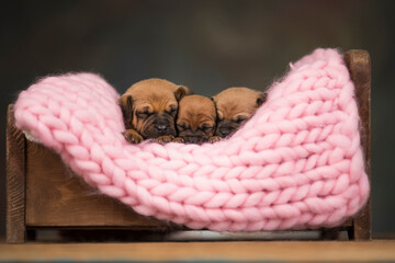 Dogs sleep on a small wooden bed