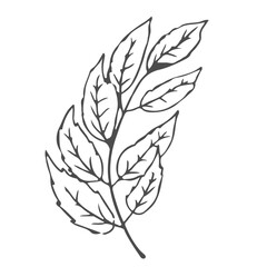 Doodle hand drawn leaves, foliage, cute elegant aesthetic plant isolated on white background. Border, design element, sketchy drawing