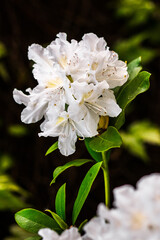 Biały rododendron - obrazy, fototapety, plakaty
