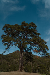 Fototapeta na wymiar Canary Islands pine tree near Presa de las Niñas dam in Gran Canaria, Spain