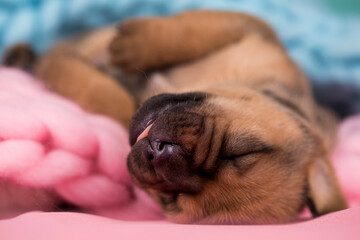 Little cute puppies are sleeping on a blanket