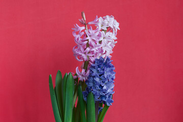 Three flowering hyacinths in one pot. Inflorescences of different colors. On a coral background.