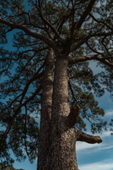 Close-up of Canary Islands pine tree near Presa de las Niñas dam in Gran Canaria, Spain
