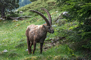 Bouquetin dans le Parc Naturel Régional du Vercors au printemps, Rochers du Parquet, Isère , Alpes