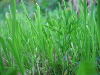 Obraz premium green grass background