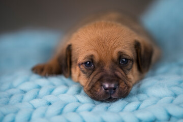 Little puppy breed is sleeping