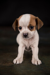 Dog on a black background