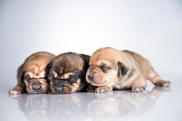 A small dogs, sleep on a white background