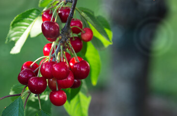 Cherry tree branch with ripe large fruits .