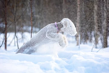 Fotobehang Portrait of a Bedlington Terrier playing in a winter snowy park © Евгения Глинская