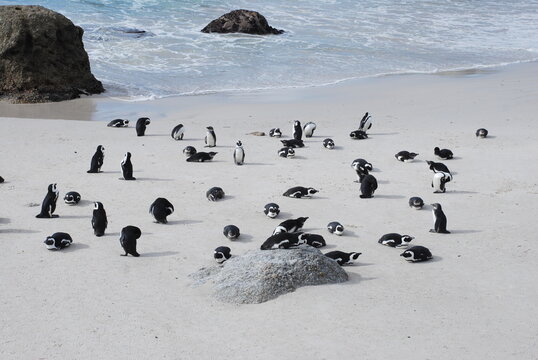 African penguins at Boulders Beach