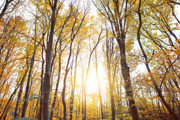 Fototapeta premium Autumn forest with bright sun shining through the trees.