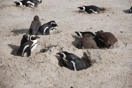African penguins at Boulders Beach