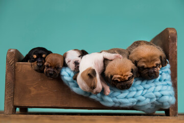 Dogs sleep on a small wooden bed
