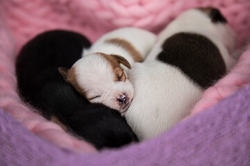 Love, Puppies dog sleeps on a blanket