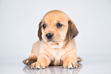 A small dog on a white background