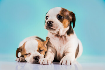 Two little dogs, puppy, animals concept