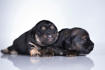 Obraz premium A small dogs, sleep on a white background