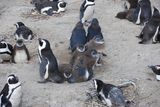 African penguins at Boulders Beach