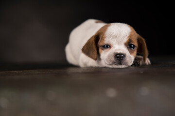 Little Puppy dog in a black background