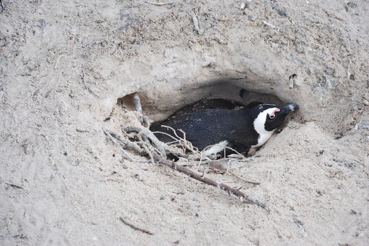 African penguins at Boulders Beach
