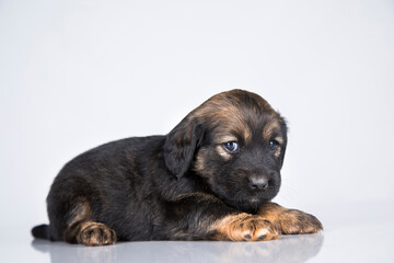 Little dog on a white background