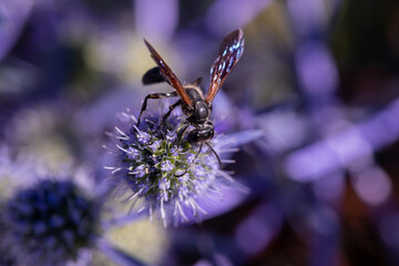 Insect Grass carrying wasp 'Isodontia mexicana'