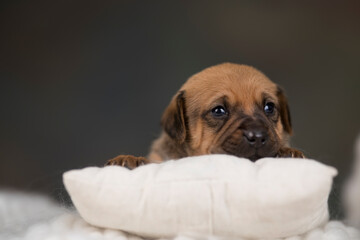 Dog sleep on a small wooden bed