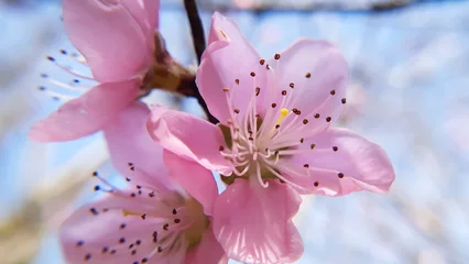 Zelfklevend Fotobehang pink magnolia blossom © Jitender kumar