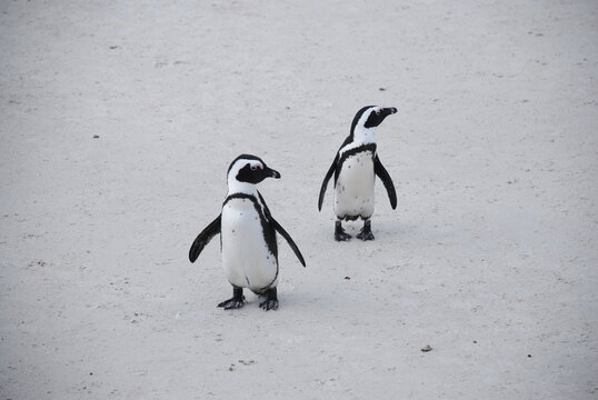 African penguins at Boulders Beach