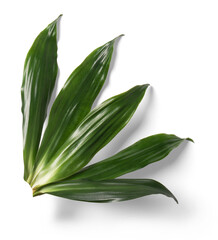 Dracaena Leaf