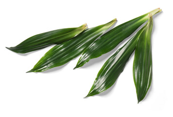 Dracaena Leaf
