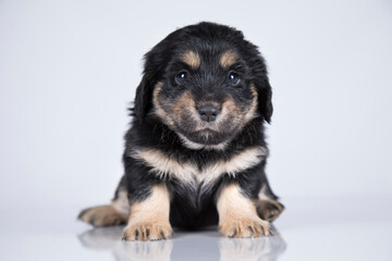 A small dog on a white background