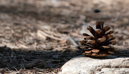 Conifer cone on a path in the woods
