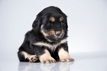 Pet, dog puppy animals concept