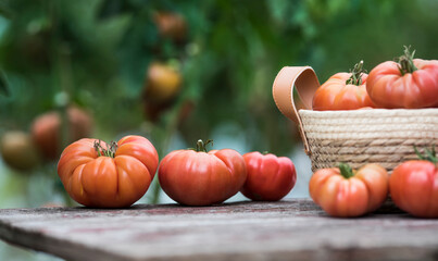 Vegetables, Tomatoes,  on desk in garden
