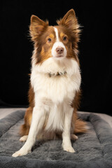 Mini Australian Shepard Hütehund roter rüde aufmerksam