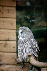 A great grey owl perched in an enclosure at a wildlife sanctuary.