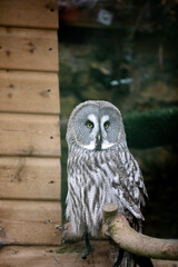 A great grey owl perched in an enclosure at a wildlife sanctuary.