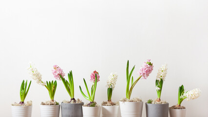 white pink hyacinth traditional winter christmas or spring flower