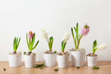 white pink hyacinth traditional winter christmas or spring flower