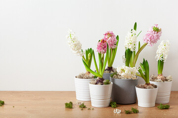 Fototapeta na wymiar white pink hyacinth traditional winter christmas or spring flower