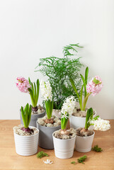 white pink hyacinth traditional winter christmas or spring flower