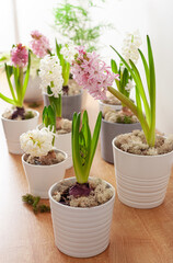 white pink hyacinth traditional winter christmas or spring flower