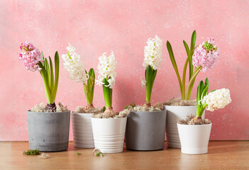 white pink hyacinth traditional winter christmas or spring flower