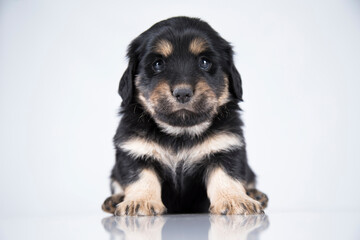 A small dog on a white background