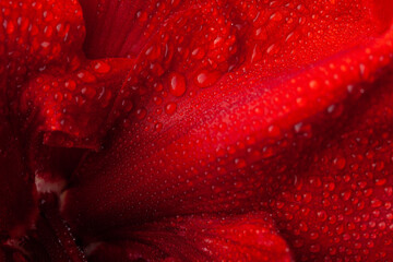 abstract close-up nature texture red winter christmas flower amaryllis Merry Christmas - obrazy, fototapety, plakaty
