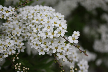 branch with white flowers