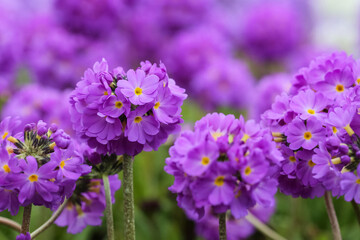 Blooming purple Primula Denticulata
